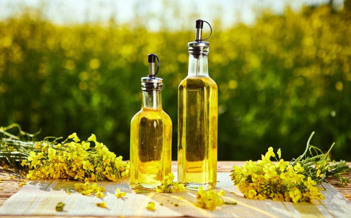 Photo shows two glass bottles of canola oil on a table alongside picked rapeseed flowers with a field in the background
