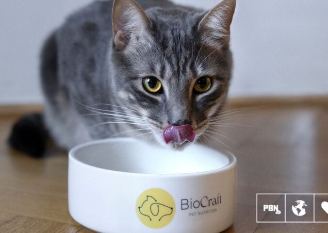 A cat eating cultivated pet food