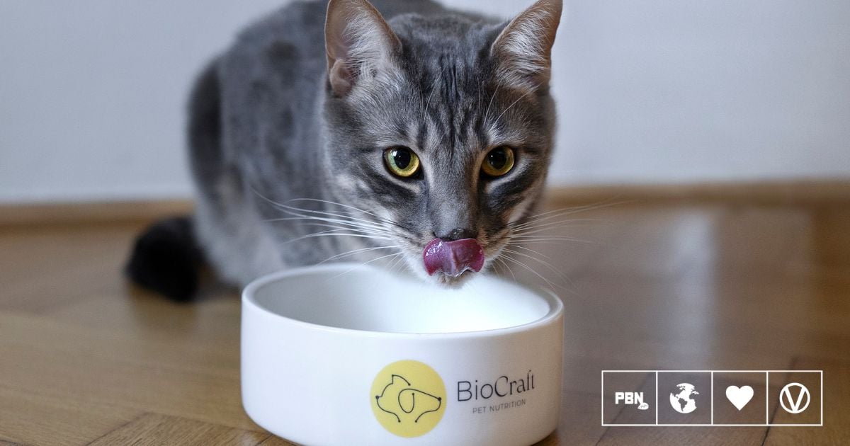 A cat eating cultivated pet food