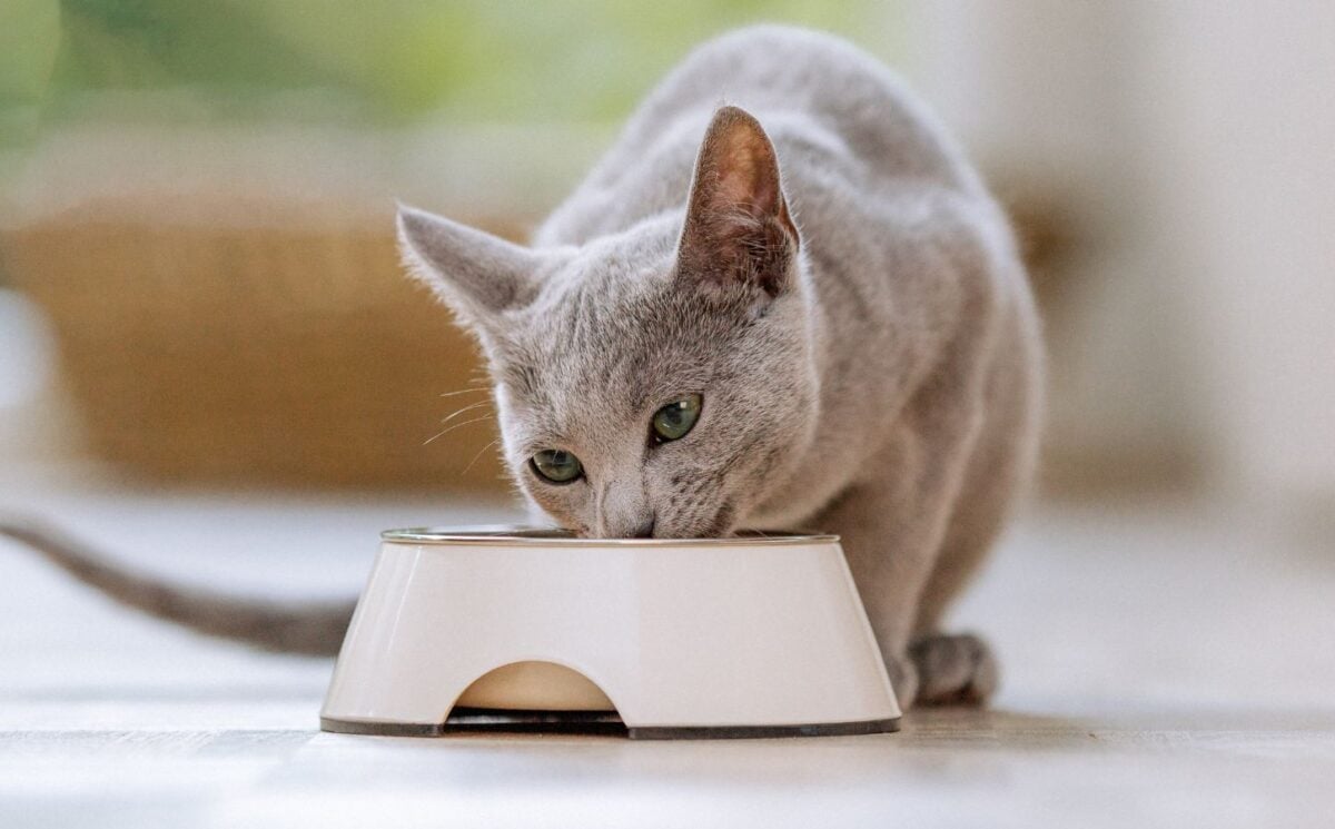 A cat eating cultivated pet food
