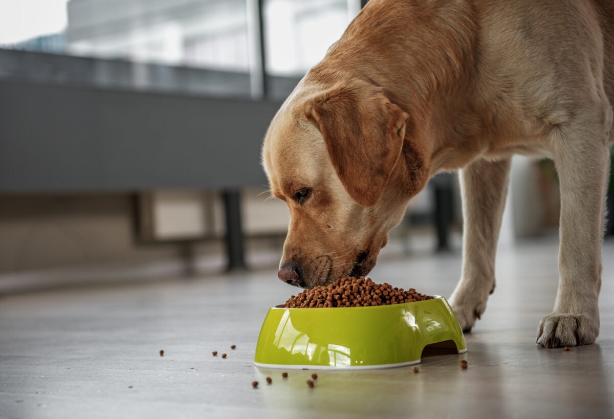 Photo shows a labrador dog from the side eating kibble out of a yellow bowl