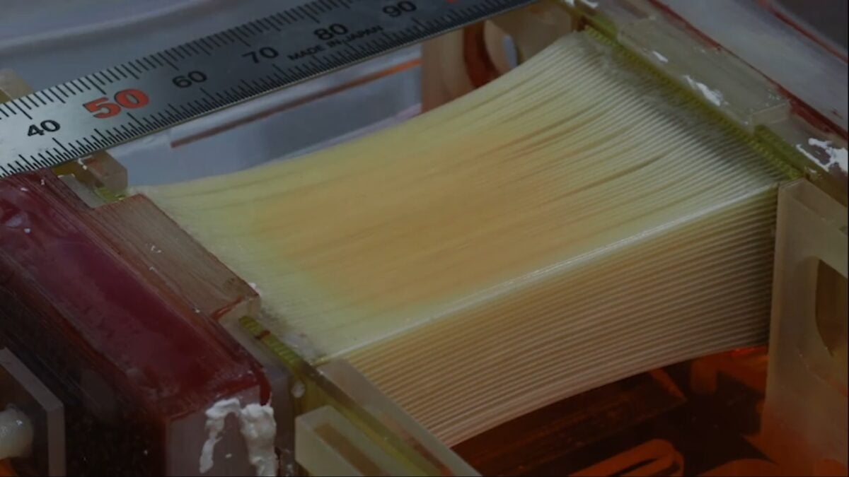 Photo shows the circulatory system-style tubes in a bioreactor that a research team used to grow cultivated chicken