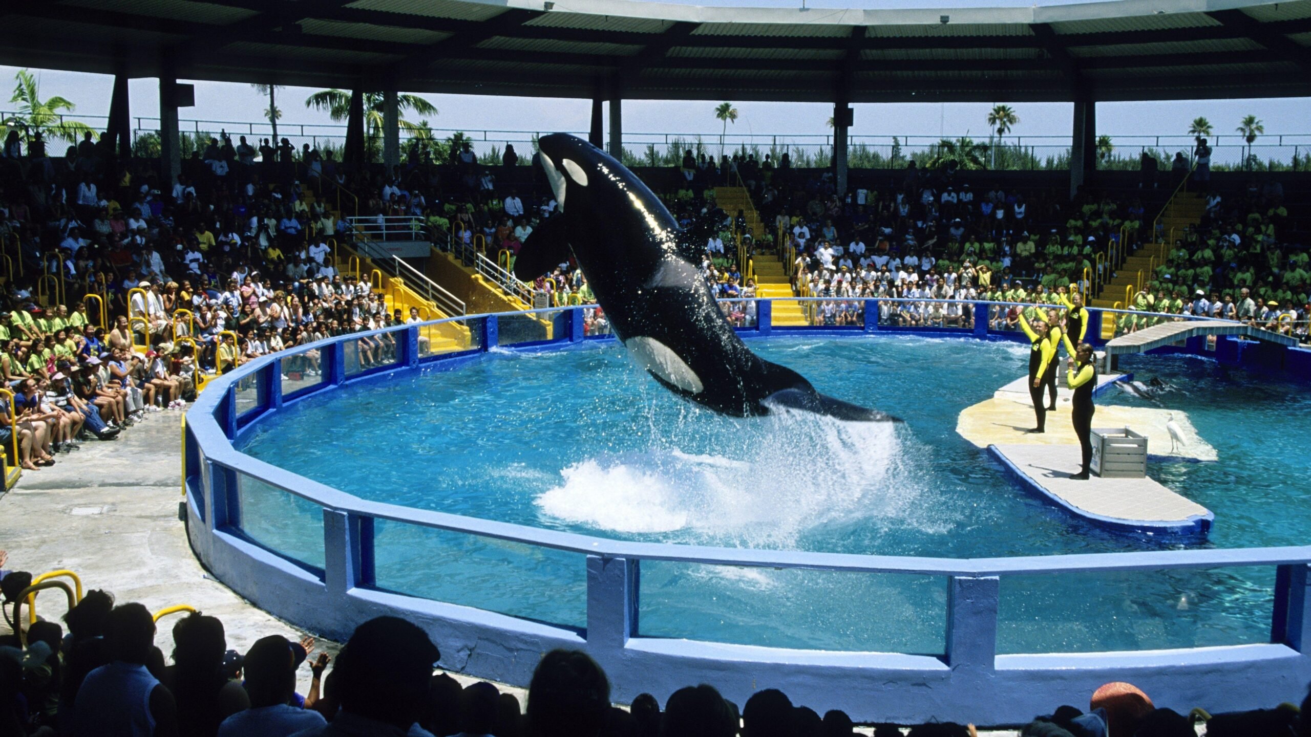 Lolita performs in a pool at Miami Seaquarium