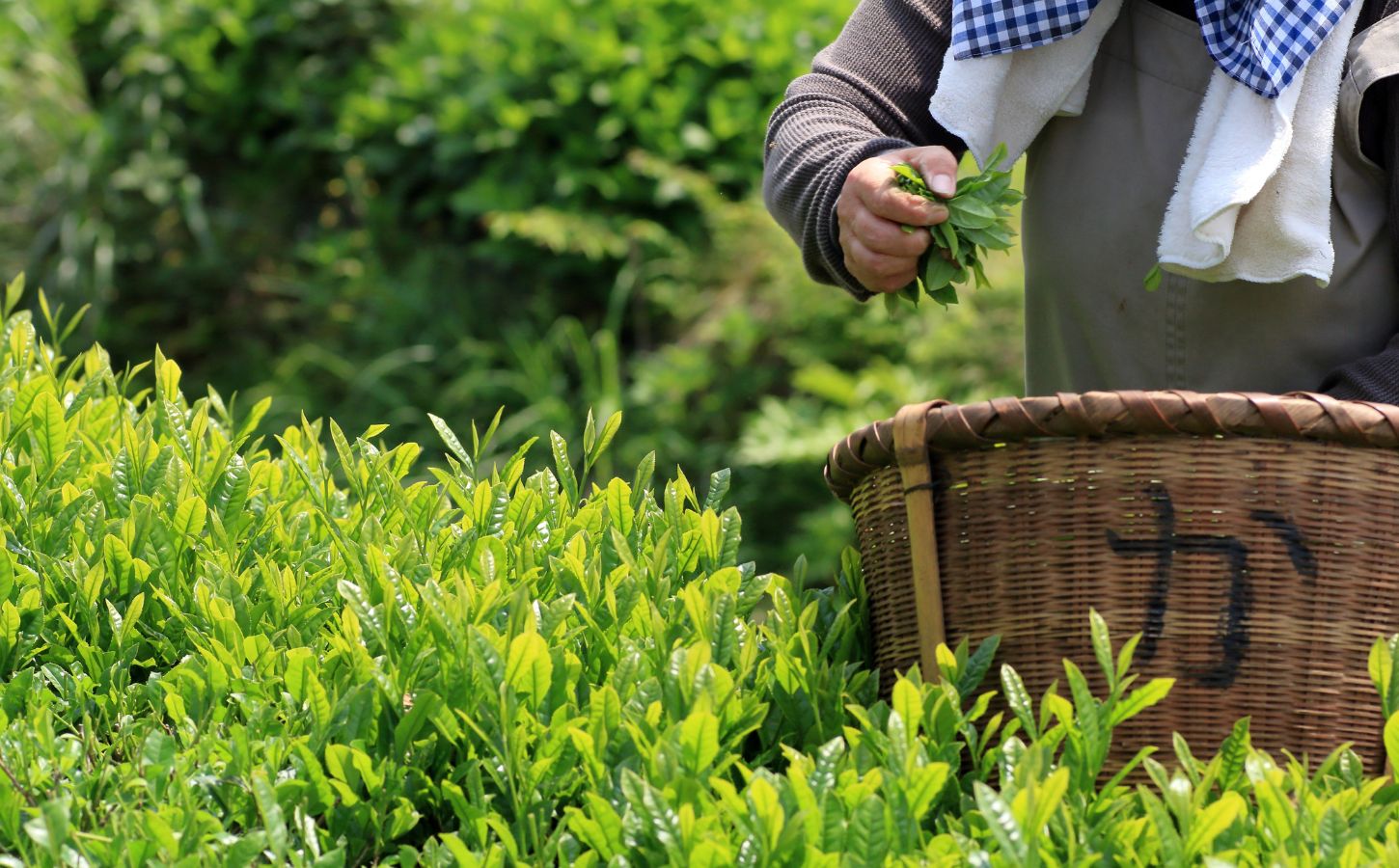 Photo shows someone picking matcha tea and putting the leaves in a wicker basket