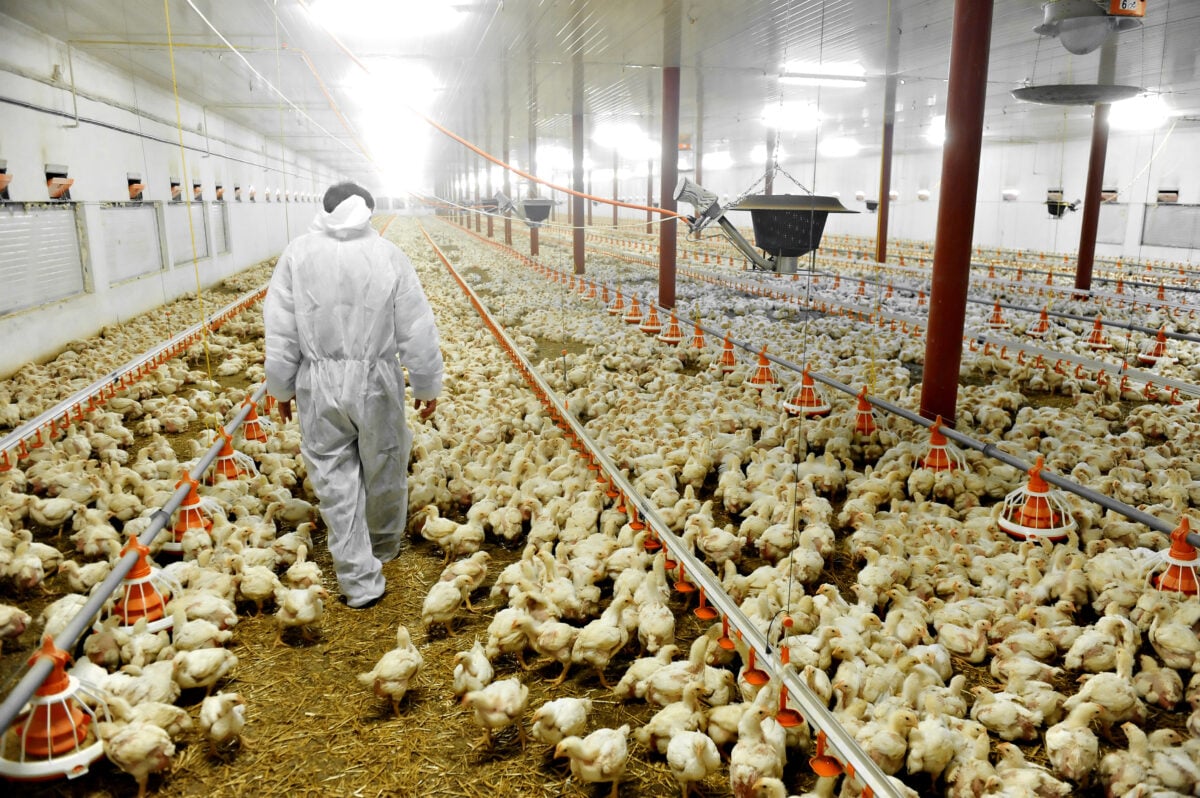 A farm worker in a suit walking through a factory farm filled with chickens