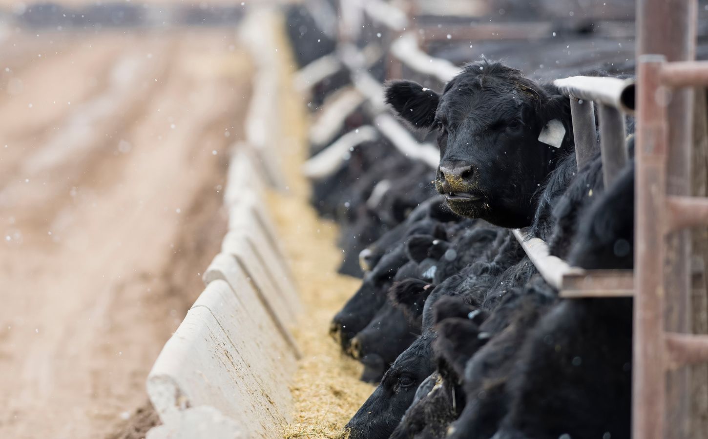 Photo shows a row of cows looking out through a metal fence, with one looking up towards the camera