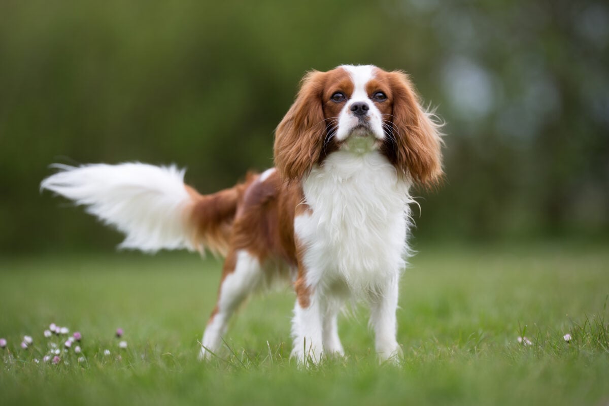 a cavalier king charles spaniel
