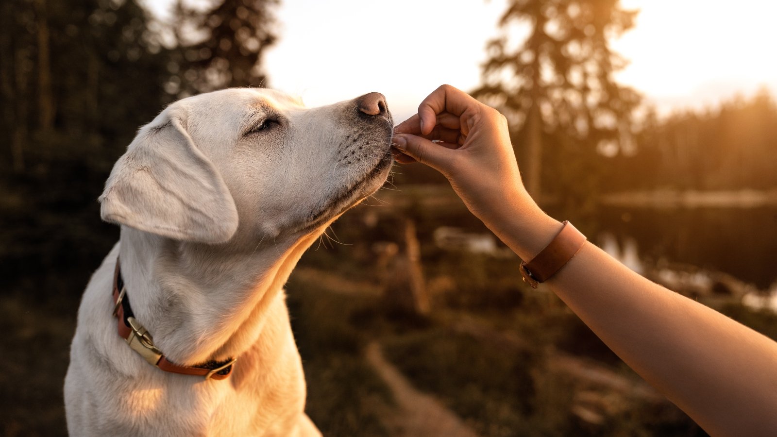 Healthy dog eating pet food