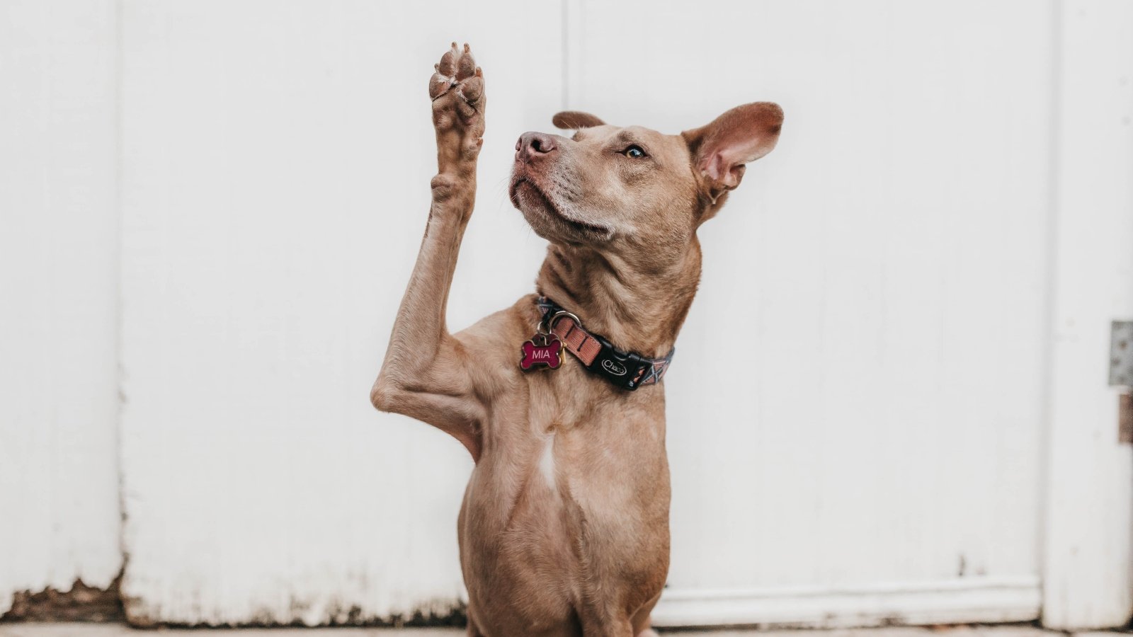 Dog holding their paw in the air