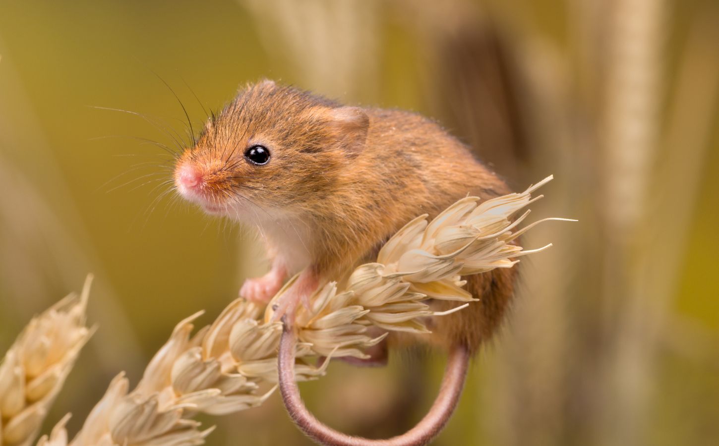 A field mouse outside on a wheat agriculture farm