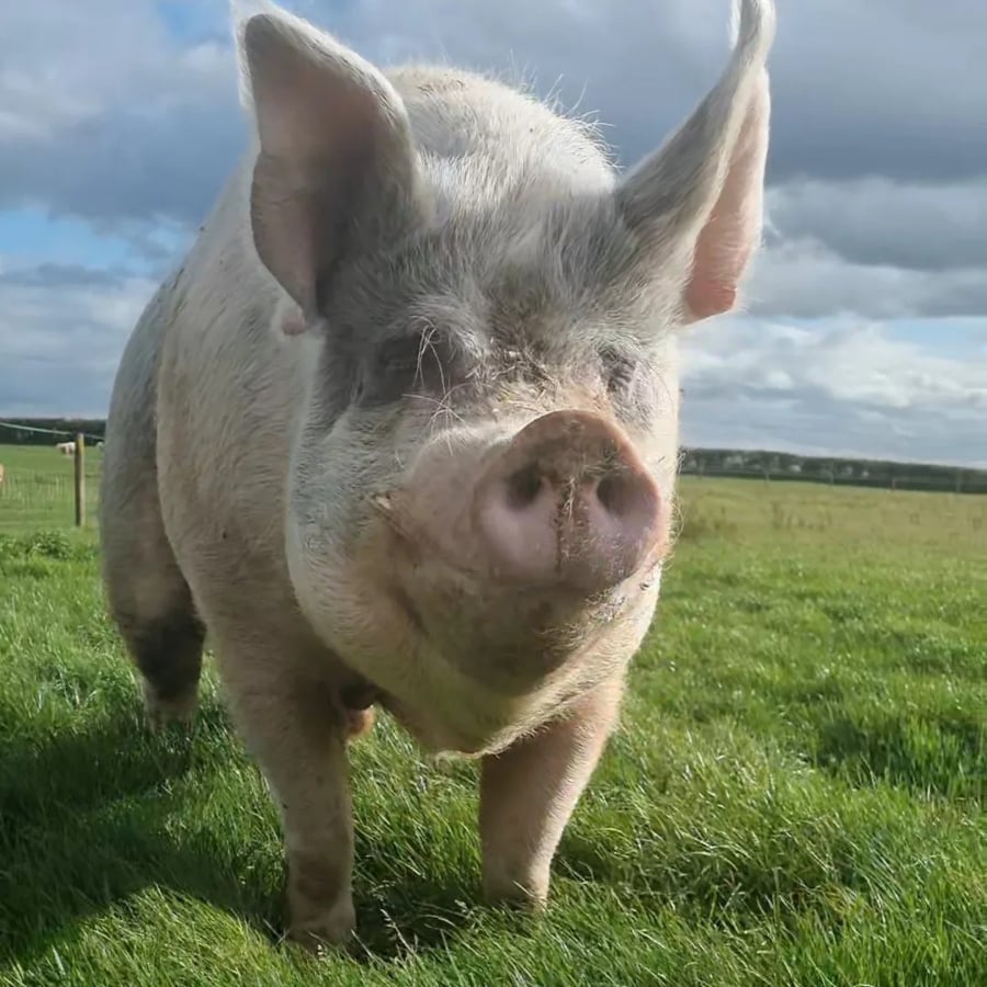 George the pig in a field at FARS