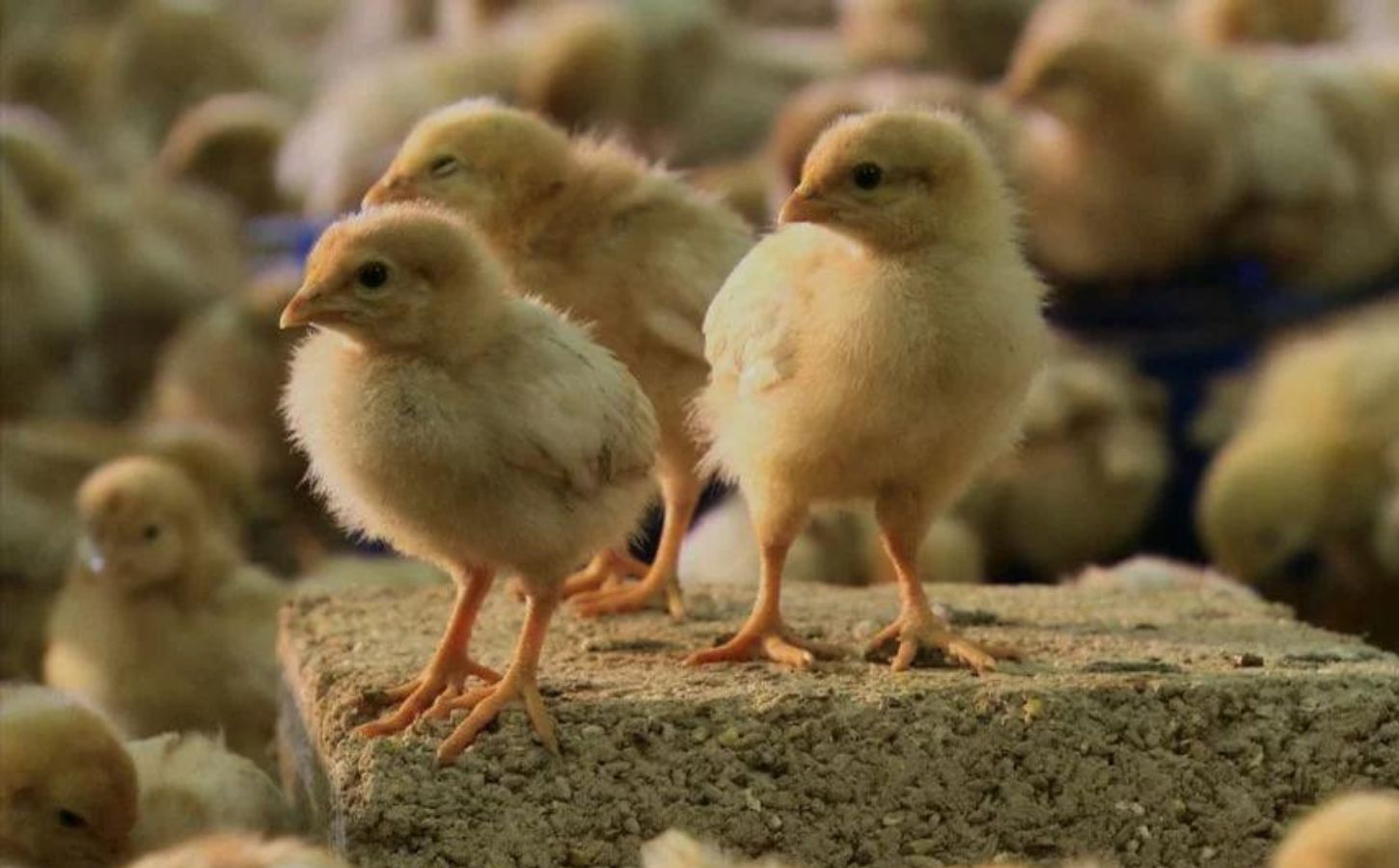 A snippet from vegan documentary H.O.P.E. depicting some young chicks
