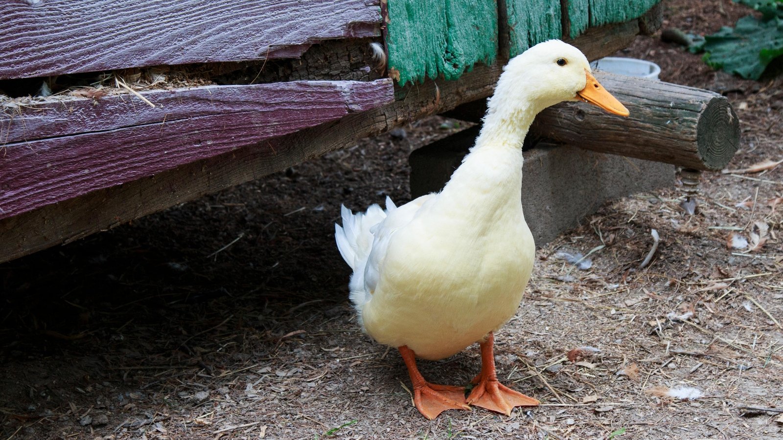 white duck walking around the barn yard