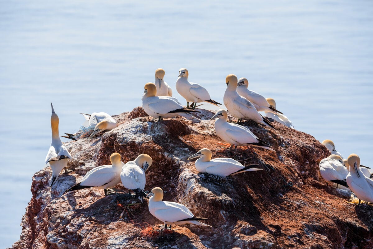 Northern gannets