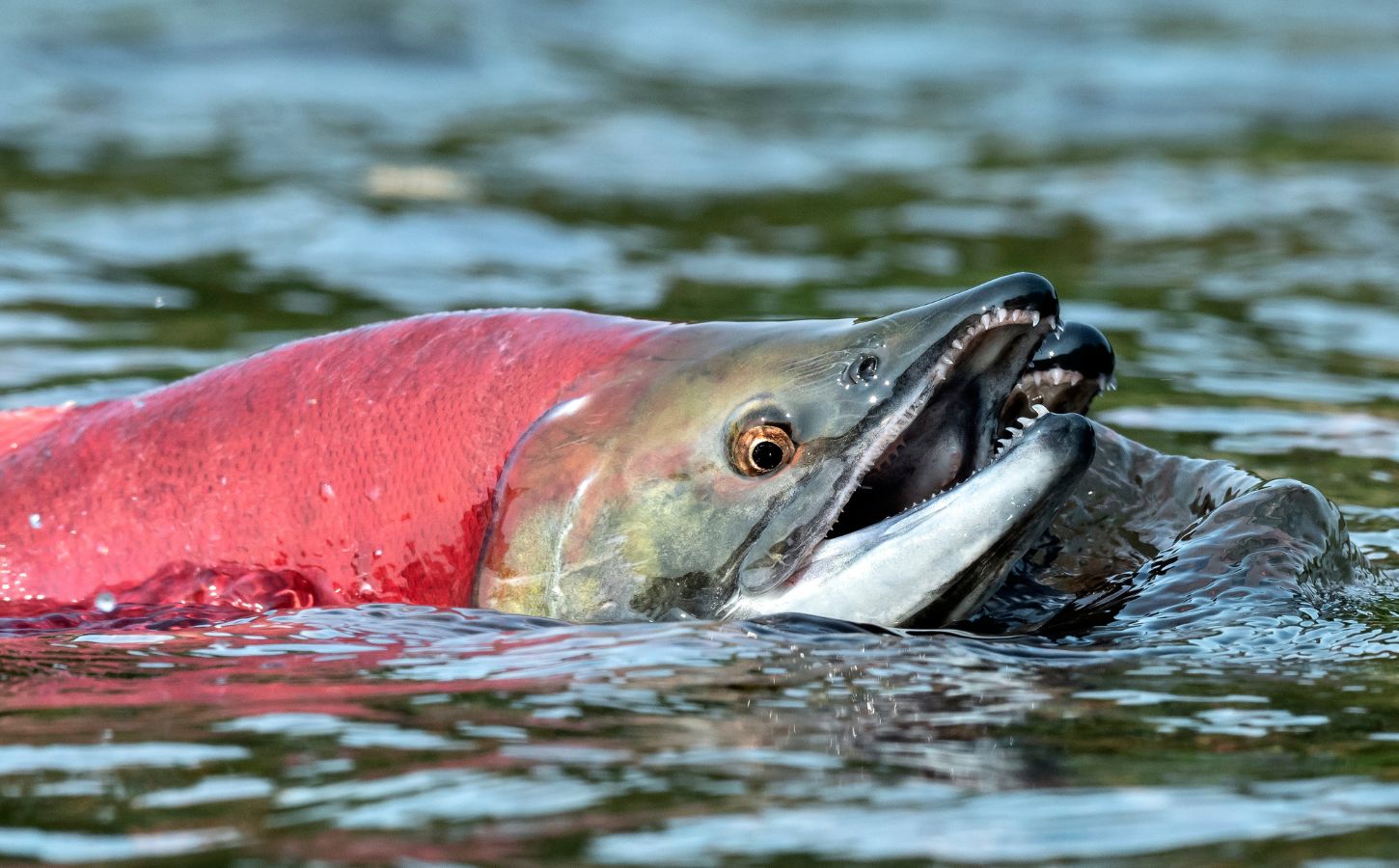 Photo shows a sockeye salmon breaching the surface of the water
