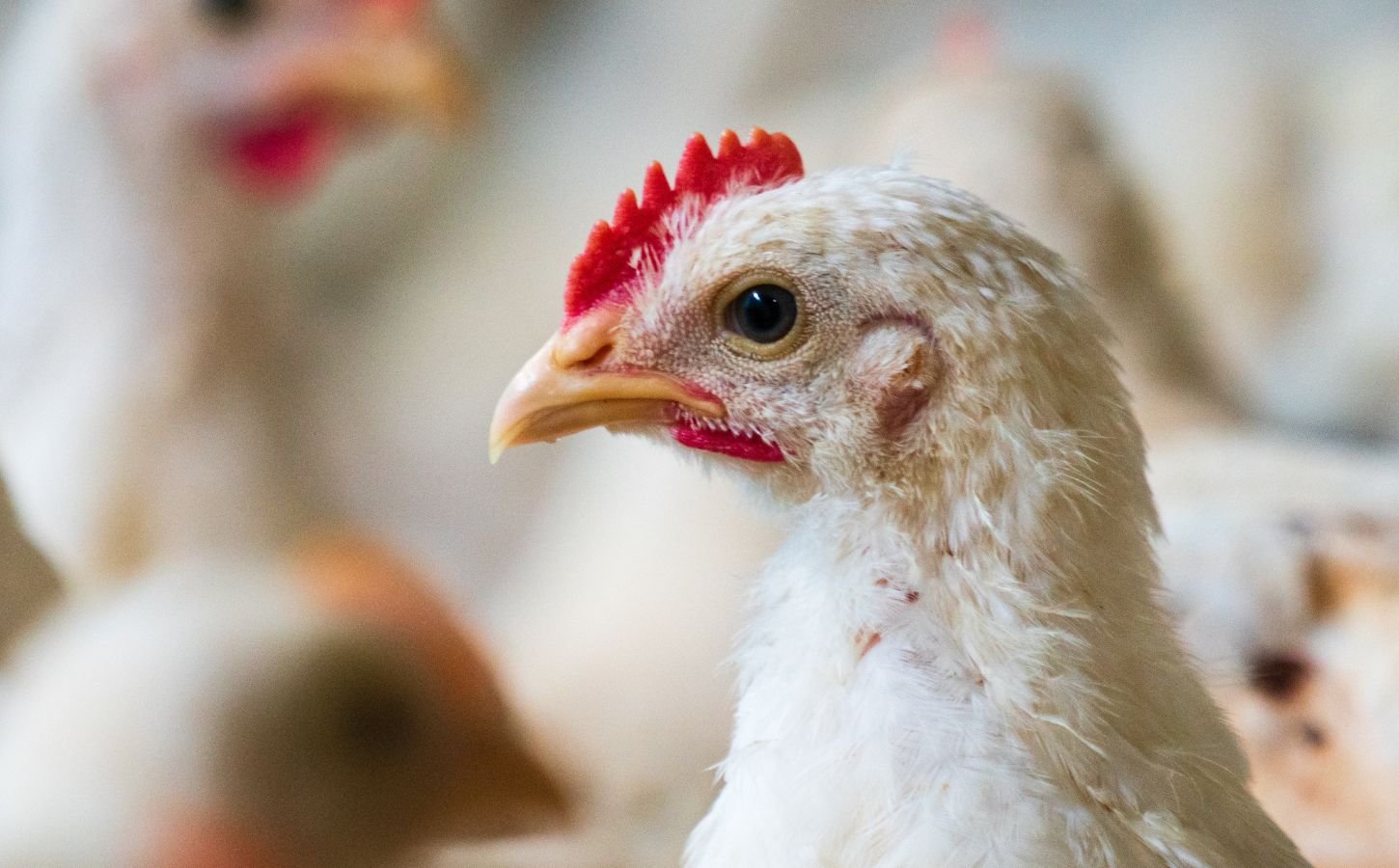 A fast growing broiler chicken in a factory farm
