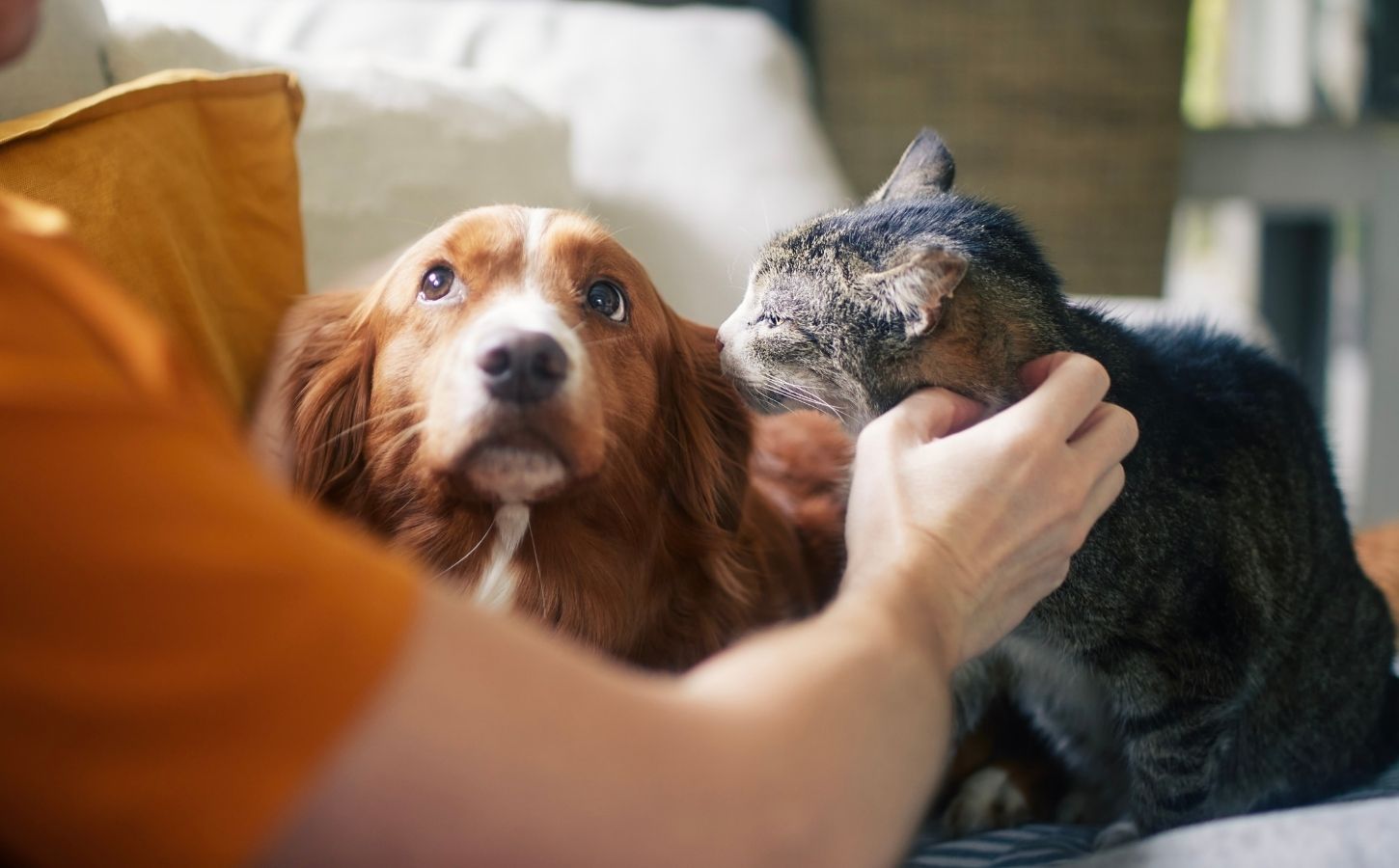 A dog and a cat being stroked by a human