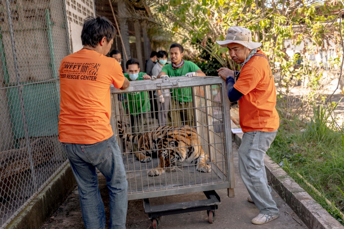 Tigers being rescued from Thai farm