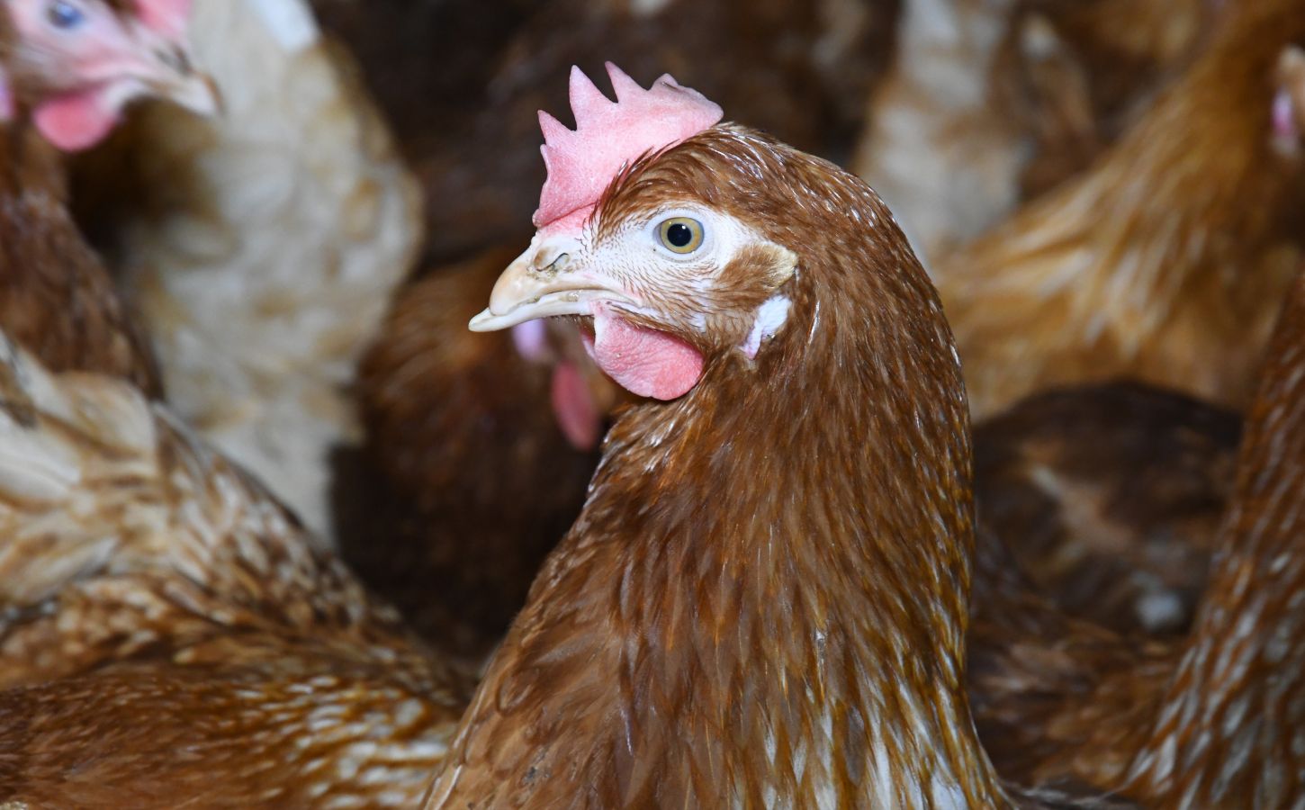 A hen in a 'Happy Egg' free-range farm in the UK