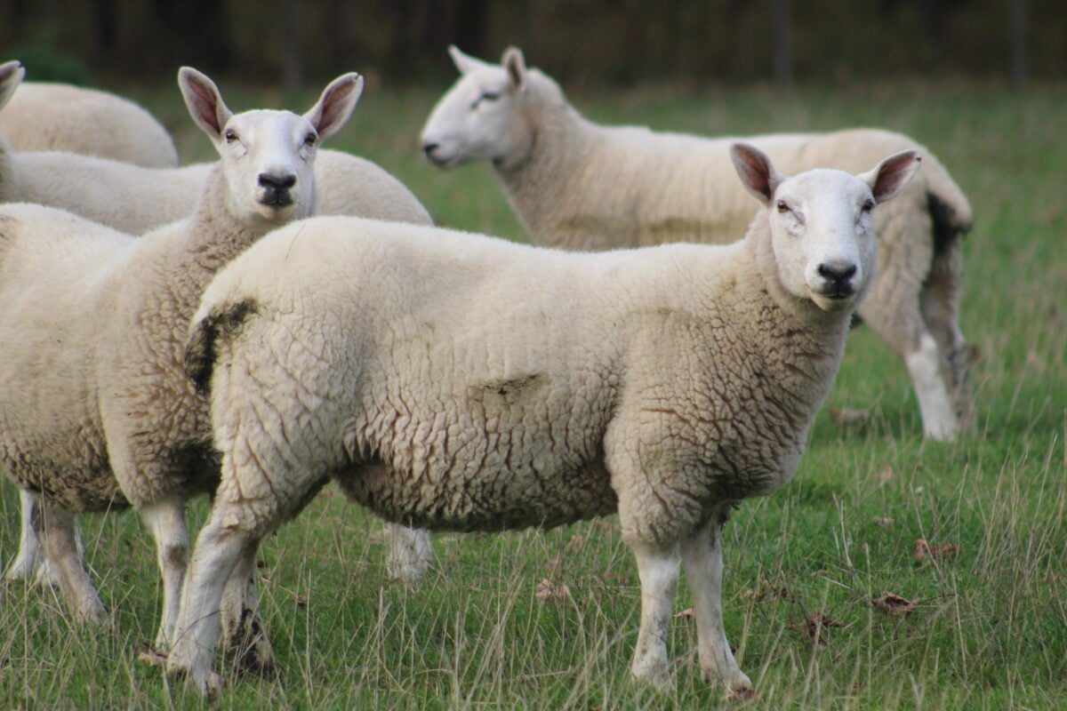 Sheep in a field in the UK, where six big banks have been funding livestock corporations