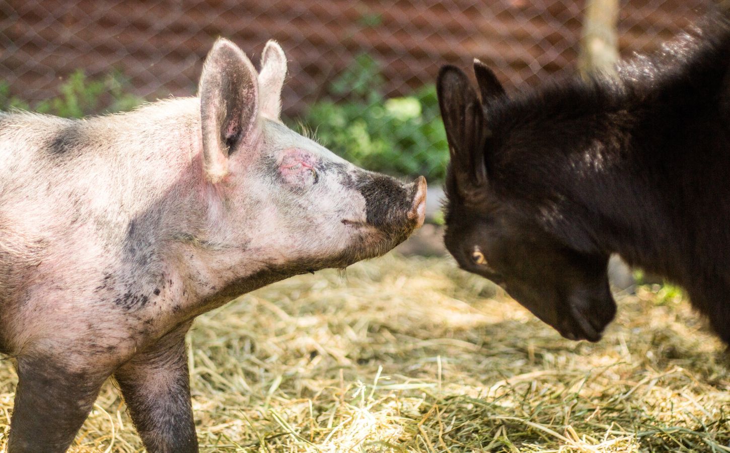 A pig and a goat touching faces at a sanctuary