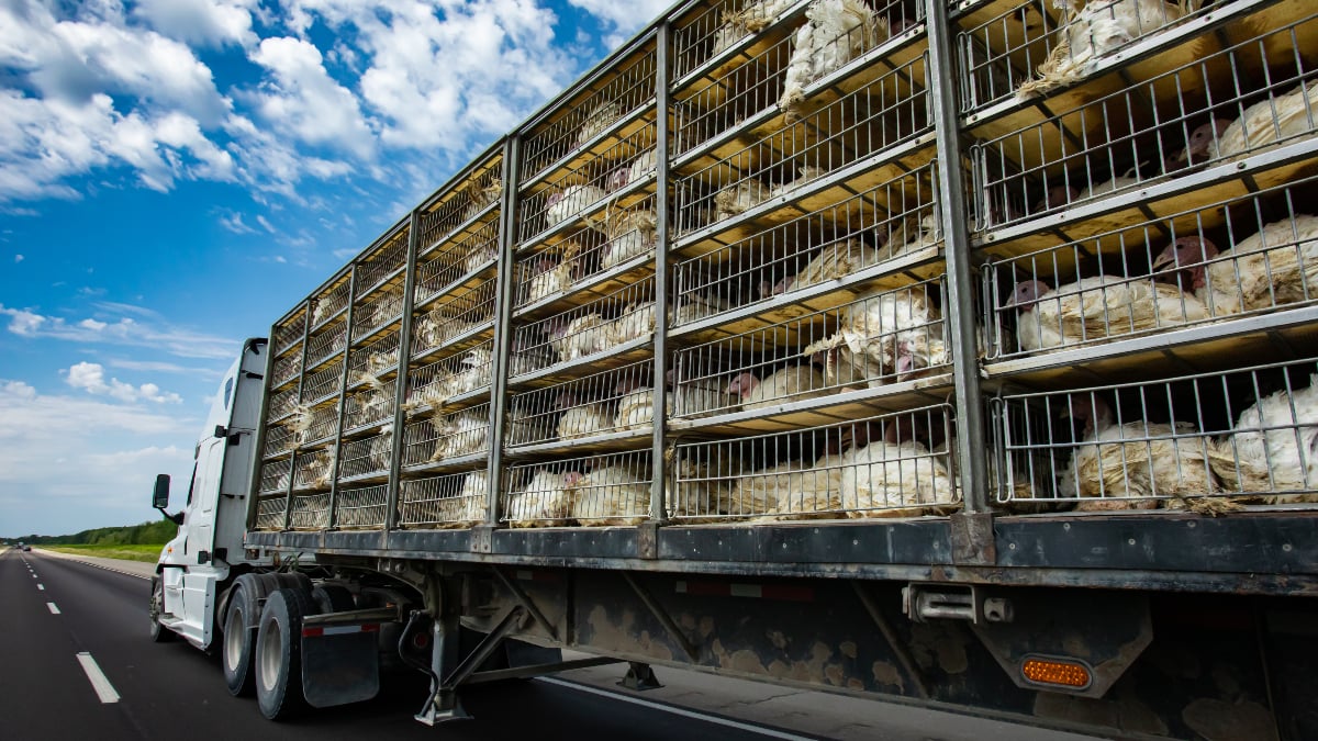 CO2 shortages meat industry links