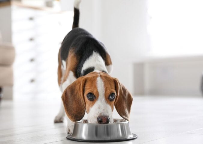 Photo shows a dog eating out of a silver bowl on a kitchen floor