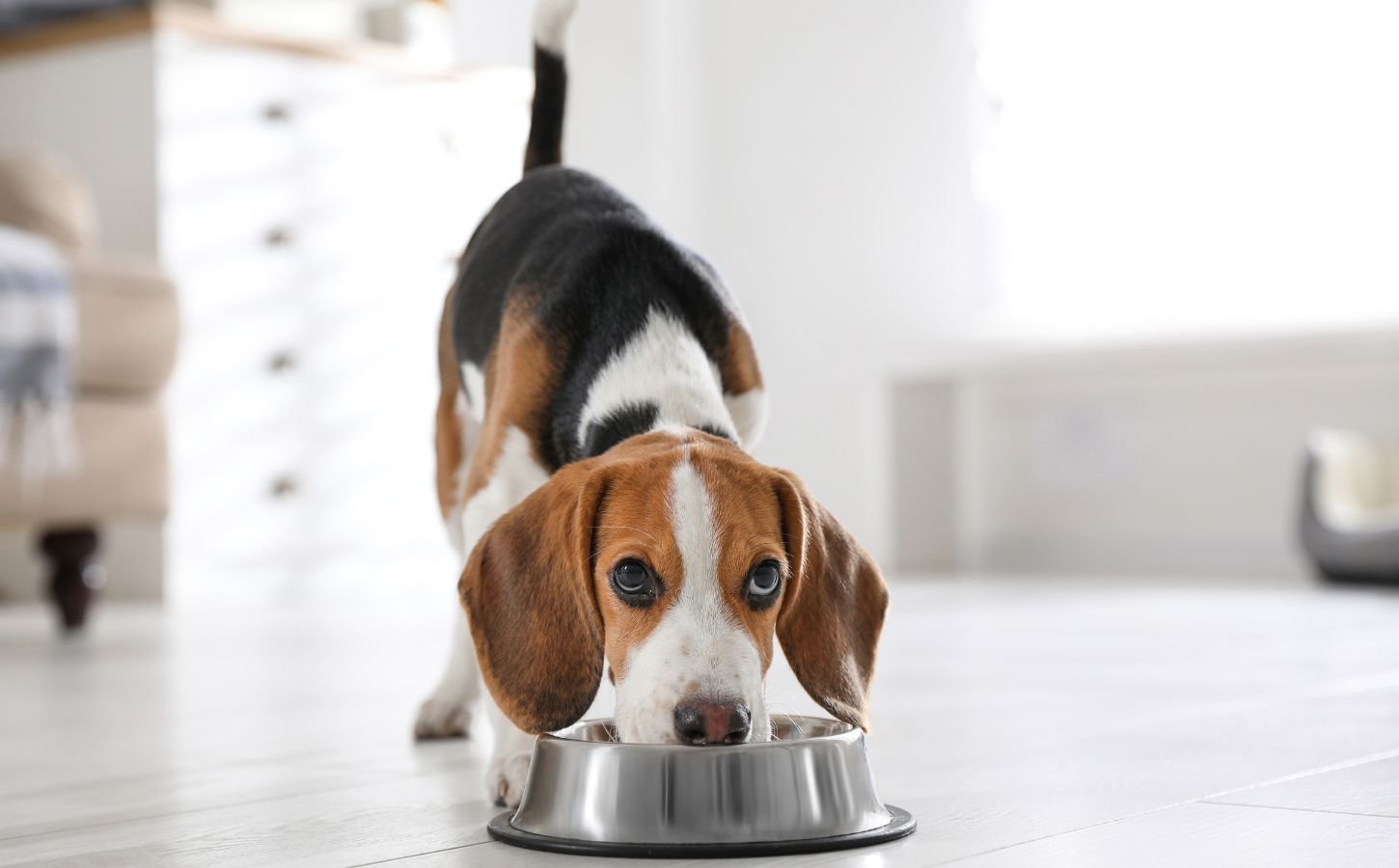 Photo shows a dog eating out of a silver bowl on a kitchen floor